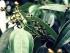 Cinnamomum cassia Presl Cinnamomum cassia Presl